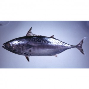 mackerel tuna